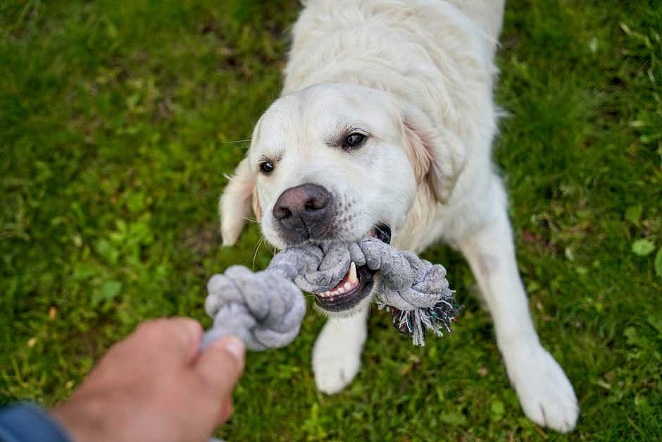 Futter fr kastrierte Hunde - CH_Dog_Active.jpg