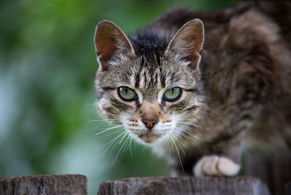 Nierengesundheit - de_cat_adult_1.jpg