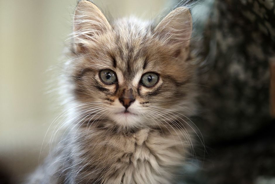 Junior - de_cat_kitten_1.jpg
