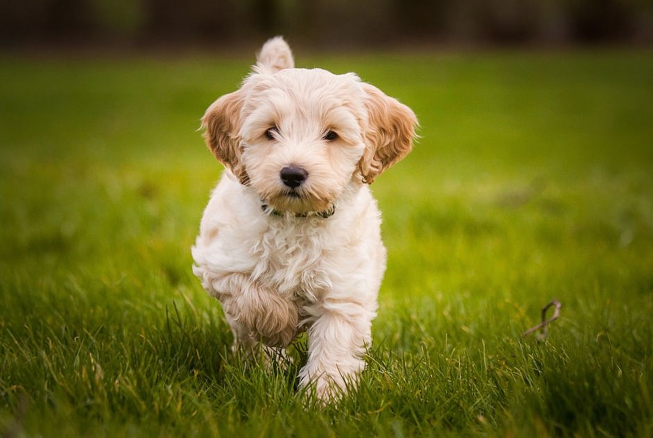 Basisnahrung - de_puppy_1.jpg