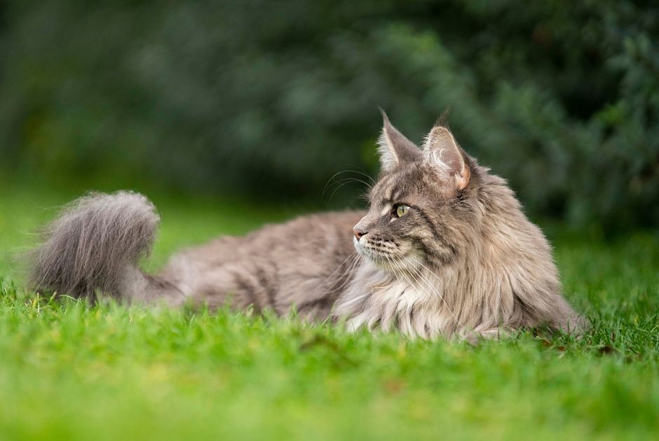 Niere - pronefra_cat.jpg