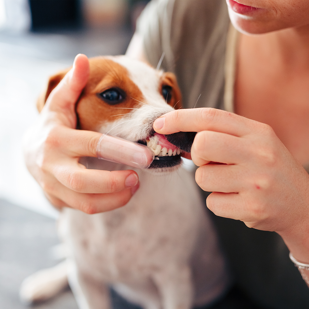 C.E.T. Zahnpflegeset für Hunde von Virbac Bild 3
