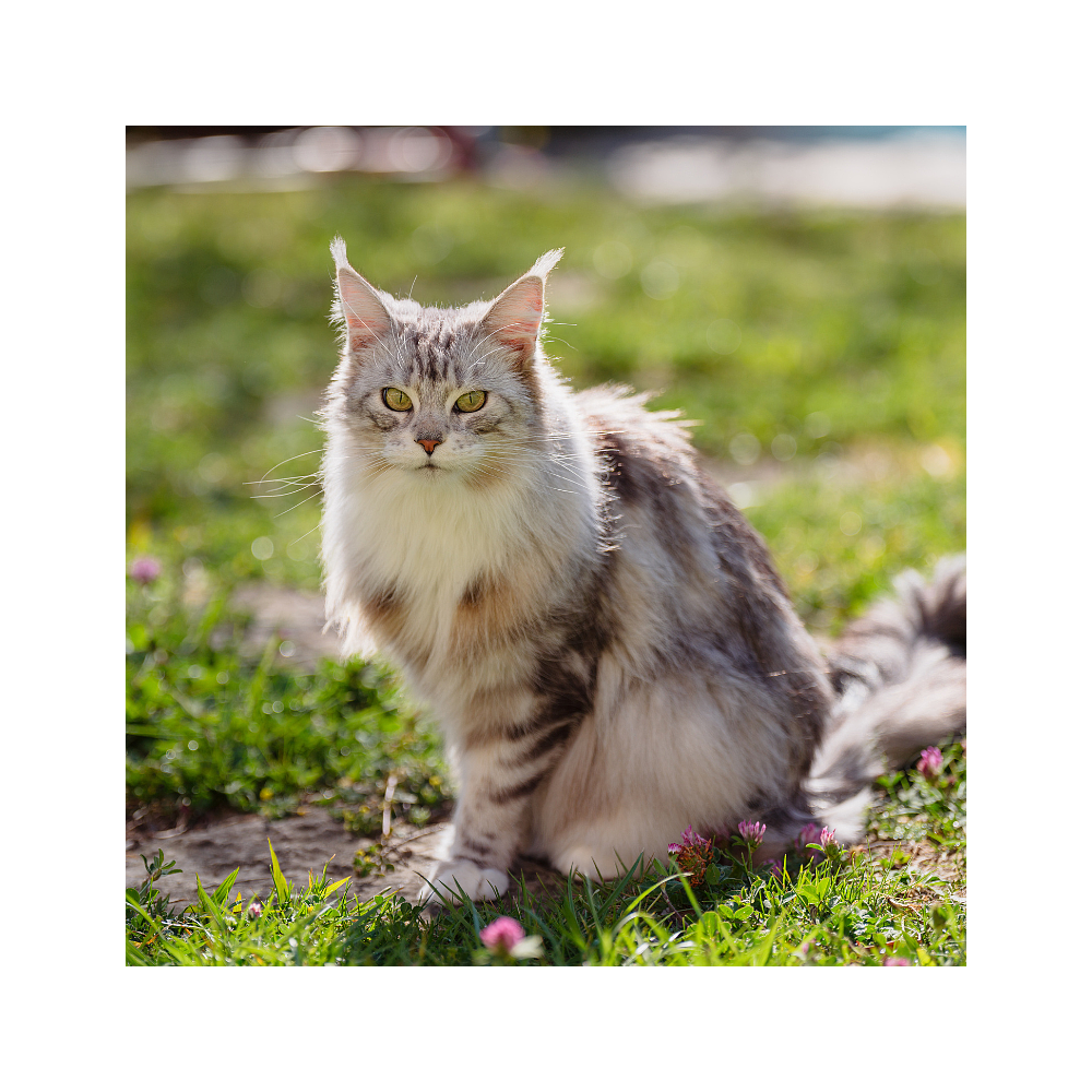 Pronefra von Virbac Bild 5