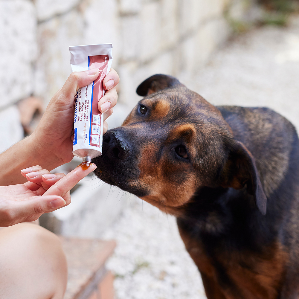 Nutri-Plus-Gel von Virbac Bild 4