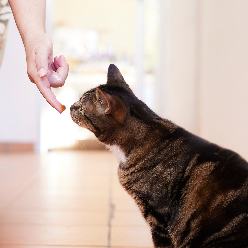 Nutri-Plus-Gel von Virbac Bild 5