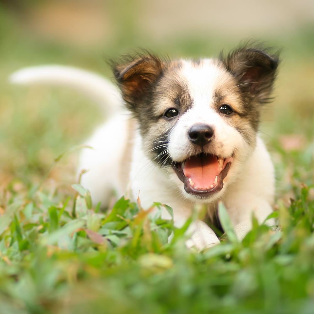 Starterpaket Baby Dog Small & Toy von Virbac Bild 4