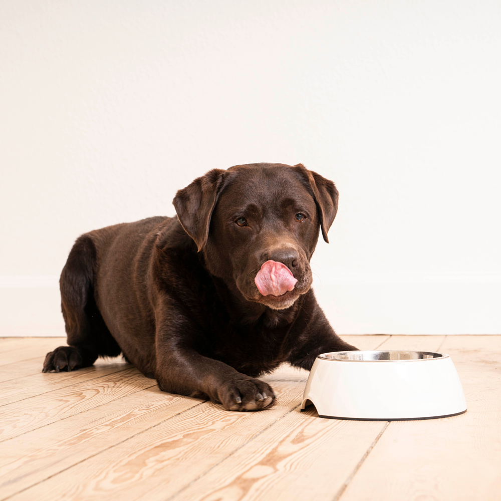 Dog Gastro Digestive Support von Virbac Bild 5