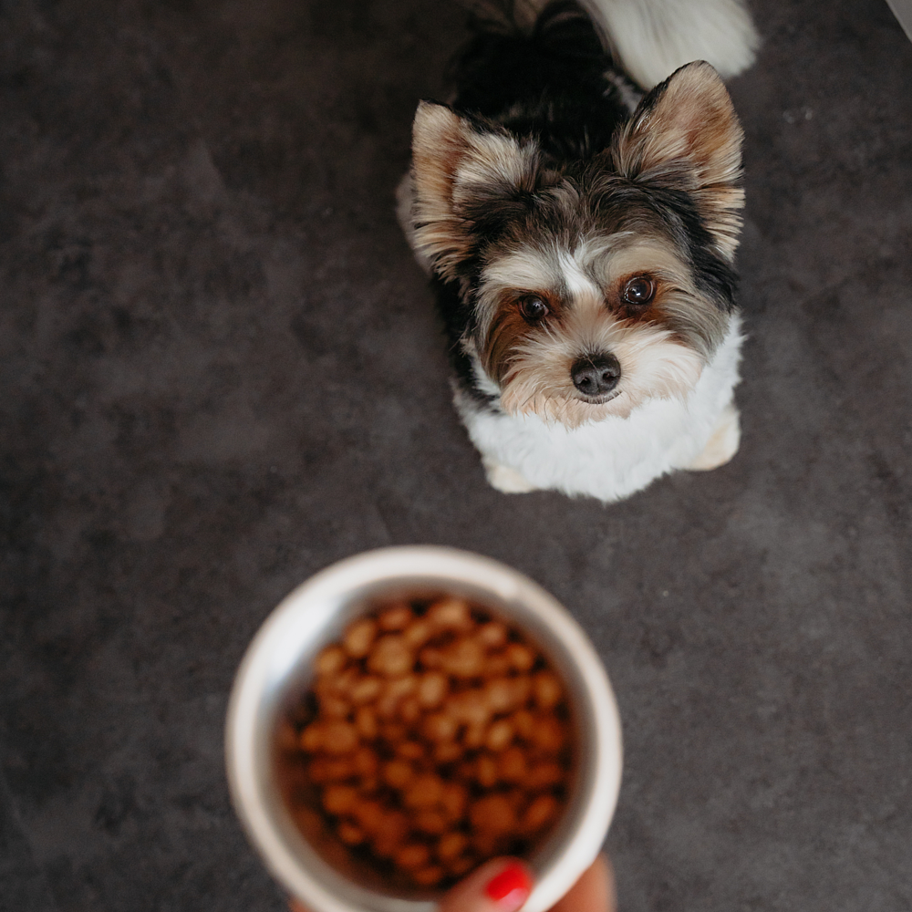 Adult Dog Small & Toy  von Virbac Bild 5