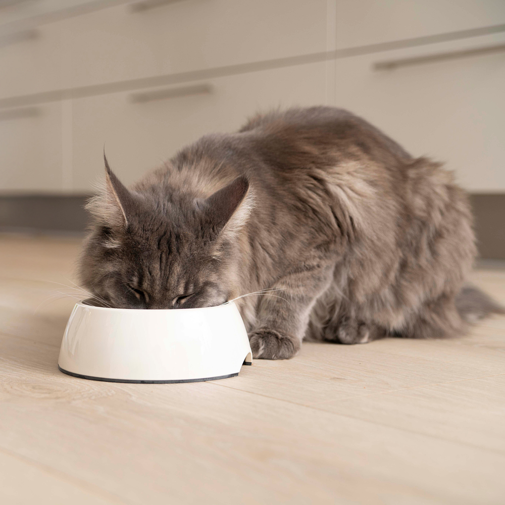 Adult Neutered Cat + Nassfutter von Virbac Bild 5