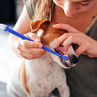 C.E.T. Zahnpflegeset für Hunde von Virbac Bild 4
