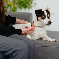 Zenidog Halsband S von Virbac Bild 3