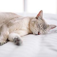 Nutribound Katze von Virbac Bild 4