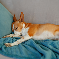 Nutribound Hund  von Virbac Bild 4