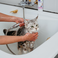 Allerderm Shampoo empfindliche Haut von Virbac Bild 3