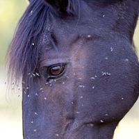 EquiRepell GEL von Virbac Bild 2