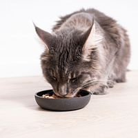 Set Cat Gastro Digestive Support + Nassfutter von Virbac Bild 4