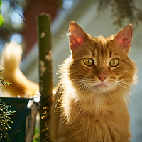 Cat Hypoallergy Fish von Virbac Bild 5