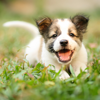 Starterpaket Baby Dog Small & Toy von Virbac Bild 4