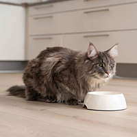 Cat Kidney & Joint (Nassfutter) von Virbac Bild 4