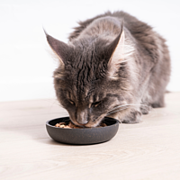 Cat Gastro Digestive Support von Virbac Bild 4