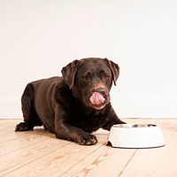 Dog Gastro Digestive Support von Virbac Bild 5