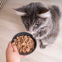 Adult Neutered Cat with Salmon Nassfutter von Virbac Bild 5
