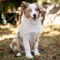 Puppy Large & Medium Dog von Virbac Bild 5
