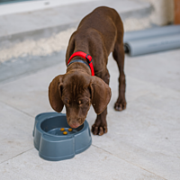 Junior Medium Dog von Virbac Bild 5