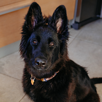 Junior Large Dog von Virbac Bild 5