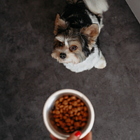 Adult Dog Small & Toy  von Virbac Bild 5