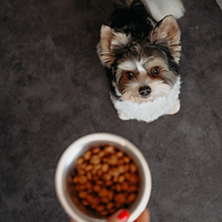 Adult Dog Small & Toy  von Virbac Bild 5