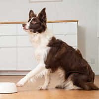 Adult Large & Medium Dog von Virbac Bild 5