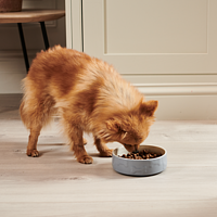 Adult Neutered Dog Small & Toy von Virbac Bild 5