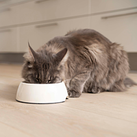 Adult Neutered Cat + Nassfutter von Virbac Bild 5