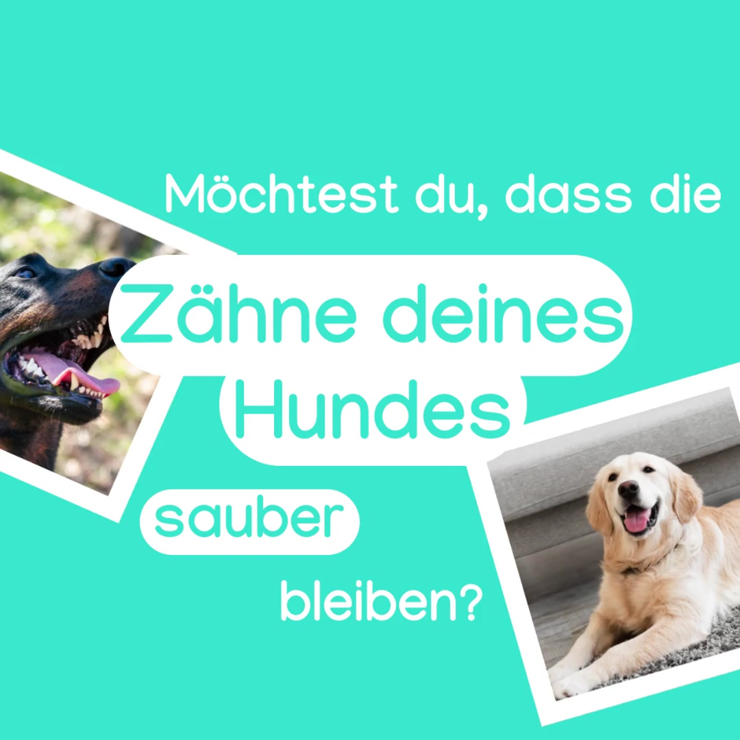 VeggieDent Fr3sh M Video